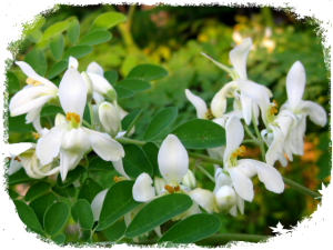 Fleurs et feuilles de Moringa oleifera 
