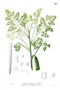  Moringa oleifera
