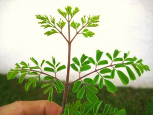 Le moringa oleifera ou " arbre de vie"