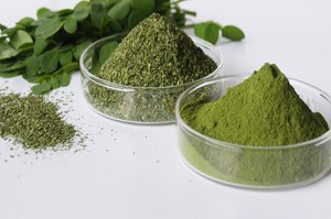 TOUT EST BON DANS LE MORINGA OLEIFERA