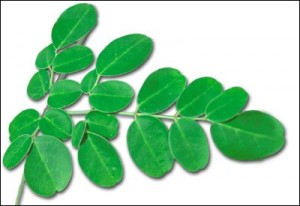 La feuille composée du Moringa bio riche en antioxydants naturels puissants