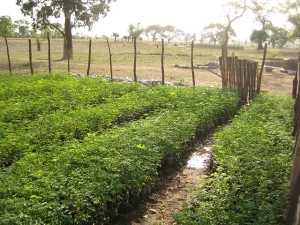 Plantation, culture de moringa bio