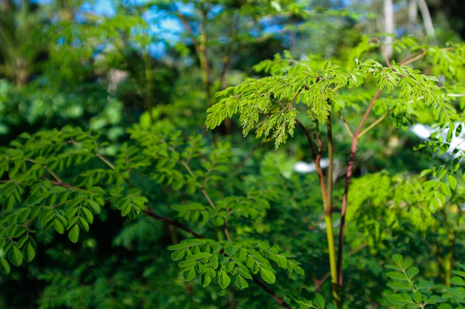 Le Moringa est un concentré naturel de vie est un complément alimentaire bio à base de poudre de feuilles de Moringa cultivées biologiquement